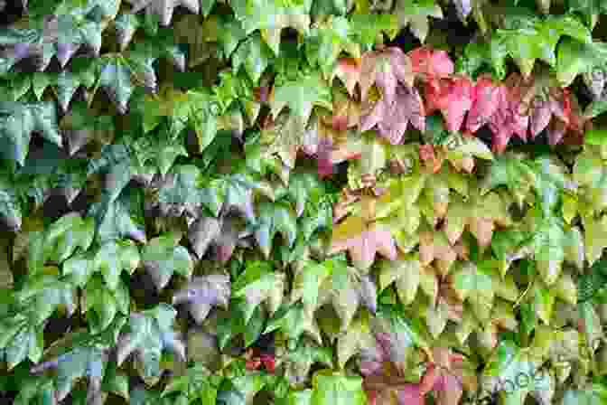 A Collage Of Images Showcasing Different Varieties Of Ivy The Ivy Now: New Edition