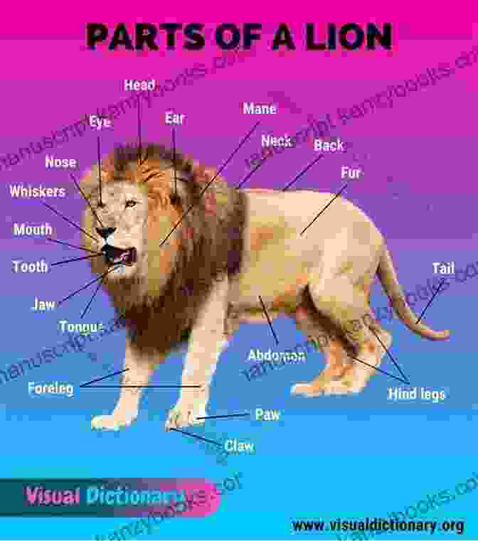 A Detailed Diagram Illustrating The Anatomy Of A Lion, Highlighting Its Physical Adaptations. Lion : Its Me Lion ( Animal Encyclopedia) (It S Me Series)