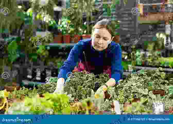 A Gardener Tending To Ivy Plants, Ensuring Their Health And Vitality The Ivy Now: New Edition