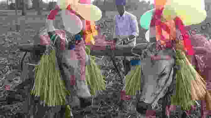 Maattu Pongal Procession Pongalo Pongal: The Tamil Festival Of Harvest